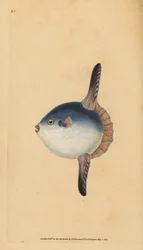 Holdhal, Mola mola. Sebezhető. (Naphal, Tetrodon mola). Edward Donovan által rajzolt és metszett, kézzel színezett rézmetszet, Natural History of British Fishes című művéből, Donovan és F.C. és J. Rivington, London