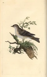 Árva poszáta, Sylvia hydrtensis, vagy nagyobb szálka. Kézi színű rézlemez, amelyet Edward Donovan rajzolt és metszett a saját Londoni „British Birds természettörténetéből”