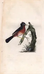 Pitchou warf. Sylvia undata (Sylvia dartfordiensis). Edward Donovan (1768-1837) rézmetsze, megjelent a Natural History of British Birds, Londonban