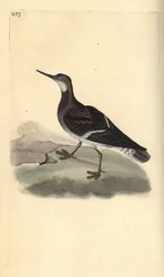 Vörösnyakú bálna, Phalaropus lobatus. Kézi rézmetszet, rajzolta és metszette Edward Donovan saját "Natural History of British Birds" című művéből, London.