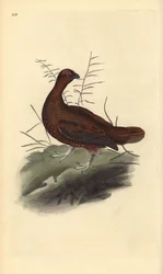 Skót fajdtyúk, Lagopus lagopus scotica. Edward Donovan által saját „Brit madarak természettörténete” című művéhez rajzolt és metszett, kézzel színezett rézmetszet, London