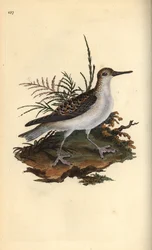 Vörös phalarope, Phalaropus fulicarius. Kézi színű rézlemez, amelyet Edward Donovan rajzolt és metszett a saját Londoni „British Birds természettörténetéből”