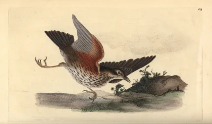 Redwing, Turdus iliacus. Kézi színű rézlemez, amelyet Edward Donovan rajzolt és metszett a saját Londoni „British Birds természettörténetéből”