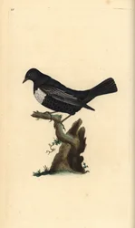 Ring ouzel, Turdus torquatus. Kézi színű rézlemez, amelyet Edward Donovan rajzolt és metszett a saját Londoni „British Birds természettörténetéből”