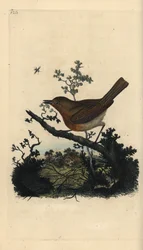 Robin vörösmellű, Erithacus rubecula. Kézi színű rézlemez, amelyet Edward Donovan rajzolt és metszett a saját Londoni „British Birds természettörténetéből”