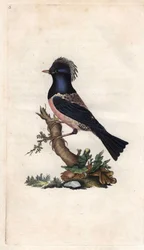 Seregélypinty. Sturnus roseus (Turdus roseus). Edward Donovan (1768-1837) rézmetsze, megjelent a Natural History of British Birds, Londonban