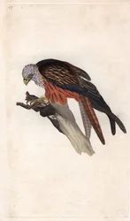 Royal Milano. Milvus milvus (Falco milvus). Edward Donovan (1768-1837) rézmetsze, megjelent a Natural History of British Birds, Londonban