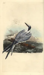 Kenti csér, Thalasseus sandvicensis. Edward Donovan által saját „Natural History of British Birds” című művéhez rajzolt és metszett, kézzel színezett rézkarc, London