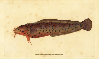 Partszikla, Gaidropsarus mediterraneus (Háromszakállú tőkehal, Gadus tricirratus). Kézzel színezett rézlemez, amelyet Edward Donovan rajzolt és metszett a British Fishes, Donovan and F.C. Natural History of British Fishes című művéből. és J. Rivington, Lon