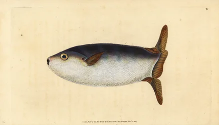 Karcsú naphal, Ranzania laevis (Csonka naphal, Tetrodon truncatus). Kézzel színezett rézlemez, amelyet Edward Donovan rajzolt és metszett a British Fishes, Donovan and F.C. Natural History of British Fishes című művéből. és J. Rivington, London