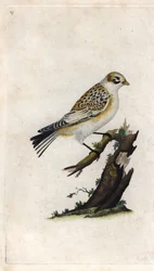Hóveréb. Plectrophenax nivalis (Emberiza nivalis). Edward Donovan (1768-1837) rézmetsze, megjelent a londoni Histoire naturelle des oiseaux britanniques-ban