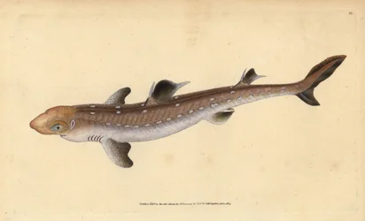 Tüskéscápa, Squalus acanthias (foltos cápa vagy kutyacápa). Sebezhető. Kézzel színezett rézmetszet, Edward Donovan rajza és metszete, a Brit halak természettörténete című művéből, Donovan és F.C. és J. Rivington, London