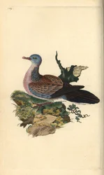 Pettyes galamb vagy pancou, Spilopelia chinensis. Kézi színű rézlemez, amelyet Edward Donovan rajzolt és metszett a saját Londoni „British Birds természettörténetéből”