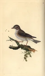 Pettyes légykapó, Muscicapa striata. Kézi rézkarc, rajzolta és metszette Edward Donovan a saját "Natural History of British Birds" című művéből, London.