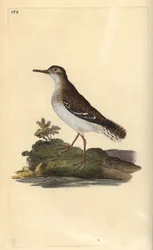 Foltos homokkóró, Actitis macularia. Kézi színű rézlemez, amelyet Edward Donovan rajzolt és metszett a saját Londoni „British Birds természettörténetéből”