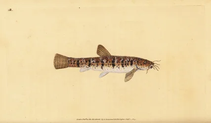 Barbatula barbatula (Barbatula barbatula) (szakállas süllő, Cobitis barbatula). Kézi rézmetszet, rajzolta és metszette Edward Donovan a Natural History of British Fishes című művéből, Donovan and F.C. and J. Rivington, London.
