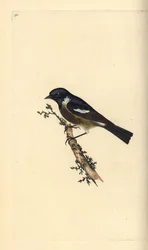 Stonechat, Saxicola rubicola. Kézi színű rézlemez, amelyet Edward Donovan rajzolt és metszett a saját Londoni „British Birds természettörténetéből”