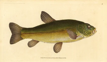 Cicák, Tinca tinca (Cyprinus tinca). Kézzel színezett rézlemez, amelyet Edward Donovan rajzolt és metszett a British Fishes, Donovan and F.C. Natural History of British Fishes című művéből. és J. Rivington, London