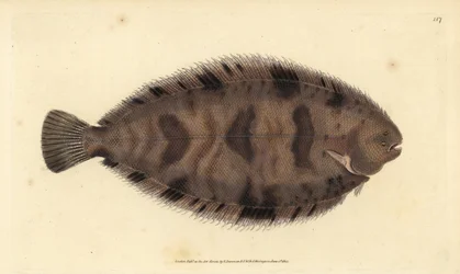 Vastag hátú talp, Microchirus variegatus (Variegated talp, Pleuronectes variegatus). Kézzel színezett rézlemez, amelyet Edward Donovan rajzolt és metszett a British Fishes, Donovan and F.C. Natural History of British Fishes című művéből. és J. Rivington, L