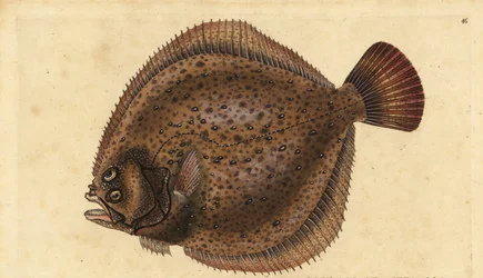 Turboly, Scophthalmus maximus (Pleuronectes maximus). Kézzel színezett rézlemez, amelyet Edward Donovan rajzolt és metszett a British Fishes, Donovan and F.C. Natural History of British Fishes című művéből. és J. Rivington, London