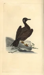 Wagel sirály, a Larus marinus nagysirály fia. Kézi színű rézlemez, amelyet Edward Donovan rajzolt és metszett a saját Londoni „British Birds természettörténetéből”