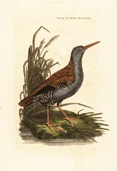 Vízi vasút, Rallus aquaticus