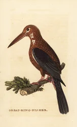Fehértorkú jégmadár, Halcyon smyrnensis