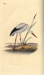 Fehér gólya, Ciconia ciconia. Kézi rézkarc, rajzolta és metszette Edward Donovan a saját "Natural History of British Birds" című művéből, London.