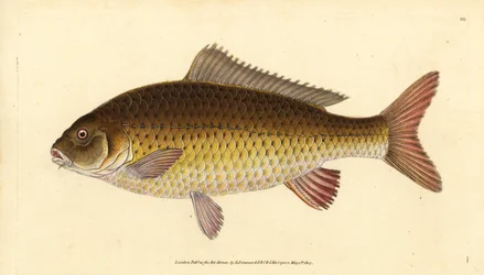 Vadon élő közönséges ponty, Cyprinus carpio. Veszélyeztetett. Kézi rézmetszet, rajzolta és metszette Edward Donovan a Natural History of British Fishes című művéből, Donovan and F.C. and J. Rivington, London.