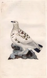 Havasi hófajd. Lagopus lagopus (Tetrao lagopus). Edward Donovan (1768-1837) rézmetszete, megjelent a Brit madarak természettörténete című műben, London