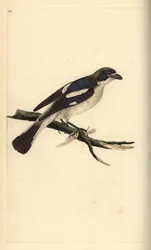 Fakopáncs, Lanius senator. Kézzel színezett rézmetszet, rajzolta és metszette Edward Donovan a saját "Natural History of British Birds" című művéből, London.