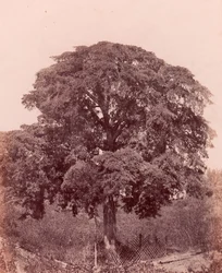 fatanulmány, 1850-53.