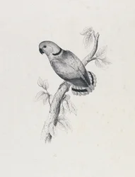 (Swindern-papagáj) (42. ábra)