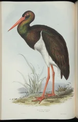 Fekete gólya, John Gould „Európa madaraiból”.