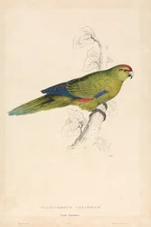 Platycercus Pacificus / Csendes-óceáni papagáj (26. táblázat)