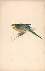 Platycercus Stanley II / Stanley-papagáj (fiatal hím) (24. ábra)