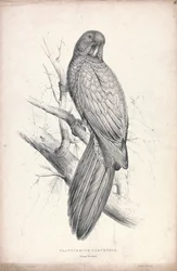 Platycereus tabuensis / Tabuan-papagáj (16. ábra)