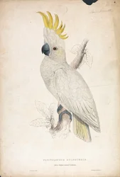 Plyctolophus sulphureus / Kis sárgabóbitás kakadu (4. tábla)