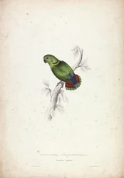 Psittacula Swinderniana. Swindern-papagáj