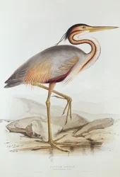 Purple Heron (színes gravírozás)