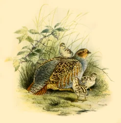 "Partridge and Chicks", 1877, 1942.