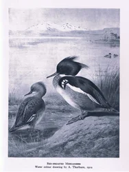 Red Breasted Merganser, Nature in Britain, Collins, 1946