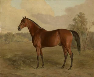 Kentucky harkály, 1834