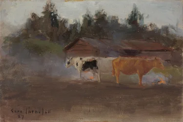 Tehenek tőzegfüstben, tanulmány