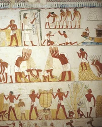 Egyiptom, Théba, Luxor, Abd al-Qurna sejk, Menna királyi birtokfelügyelő sírja, előcsarnok, falfestmények, szántóföldi munka