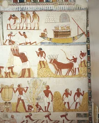Egyiptom, Théba, Luxor, Abd al-Qurna sejk, Menna királyi birtokfelügyelő sírja, előcsarnok, falfestmények, szántóföldi munka