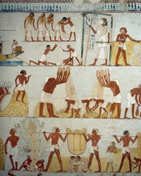 Termény betakarítása, gabonacséplés és -szeletelés, részlet Menna sírjának előcsarnokában, Sheikh Abd el Qurnah Necropolis, Luxor, Théba freskóiról (az Unesco világörökségi listája)