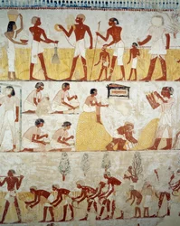 Termény betakarítása, gabonacséplés és -szeletelés, részlet Menna sírjának előcsarnokában, Sheikh Abd el Qurnah Necropolis, Luxor, Théba freskóiról (az Unesco világörökségi listája)