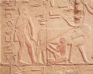 Relief depicting a man milking a cow, from the Mastaba of Kagemni, Old Kingdom (painted limestone)
