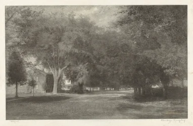 New England Elms